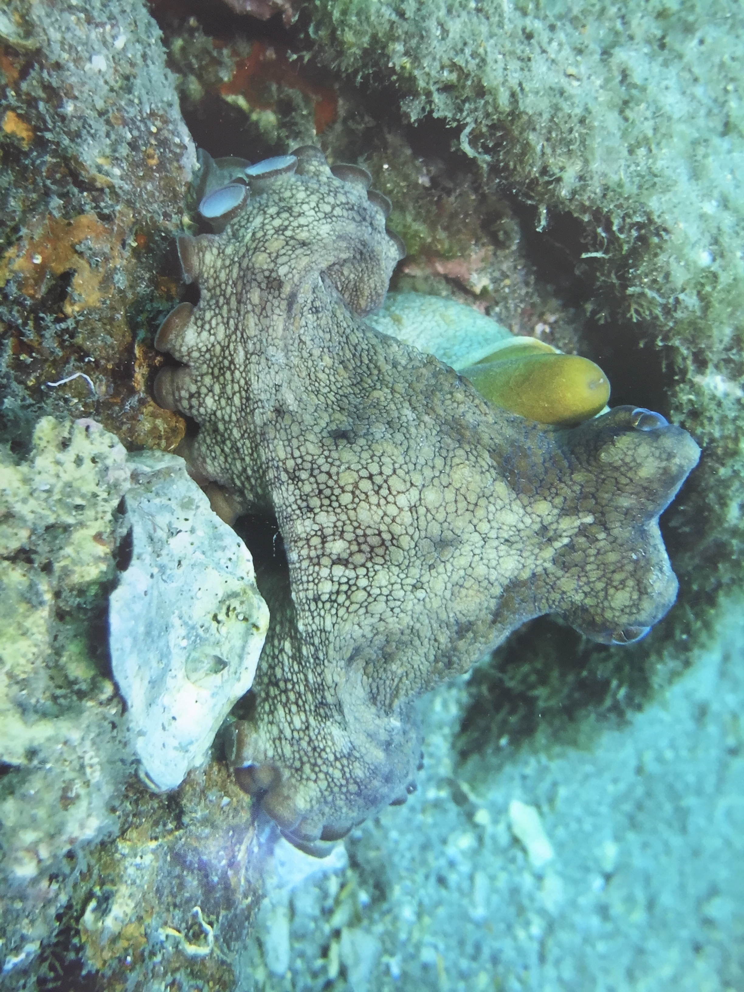Lawrence Jacobs calls this photo, taken at Blue Heron Bridge this summer, “Octopus Siesta.”